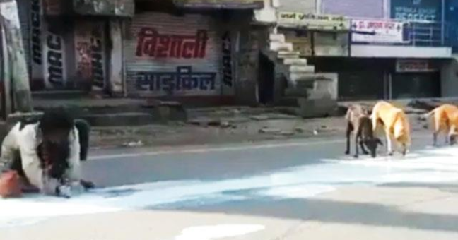 Homeless man drank the spilled milk on road along with street dogs